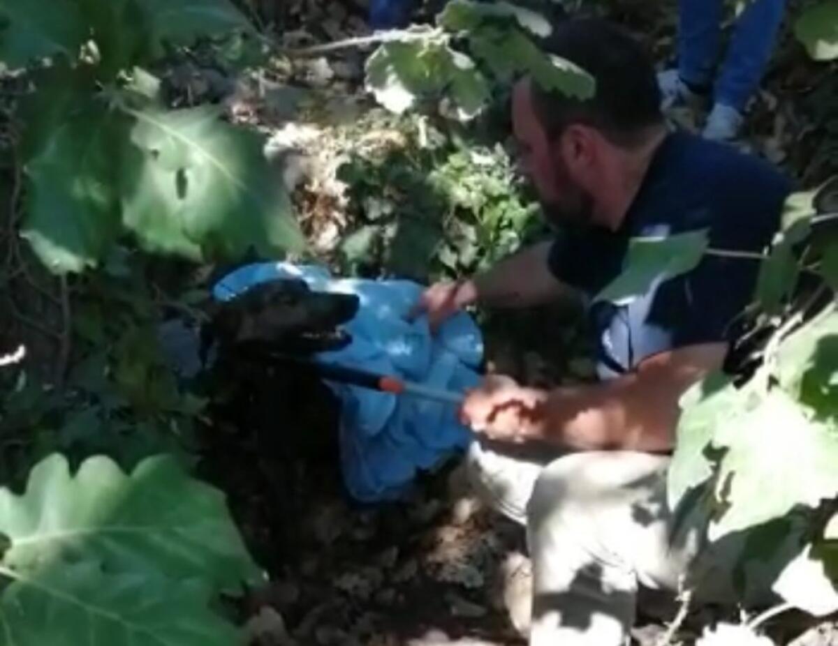 CAMPOROTONDO ETNEO: CANE CADE IN UN POZZO PIENO D’ACQUA: SOCCORSO E SALVATO - 