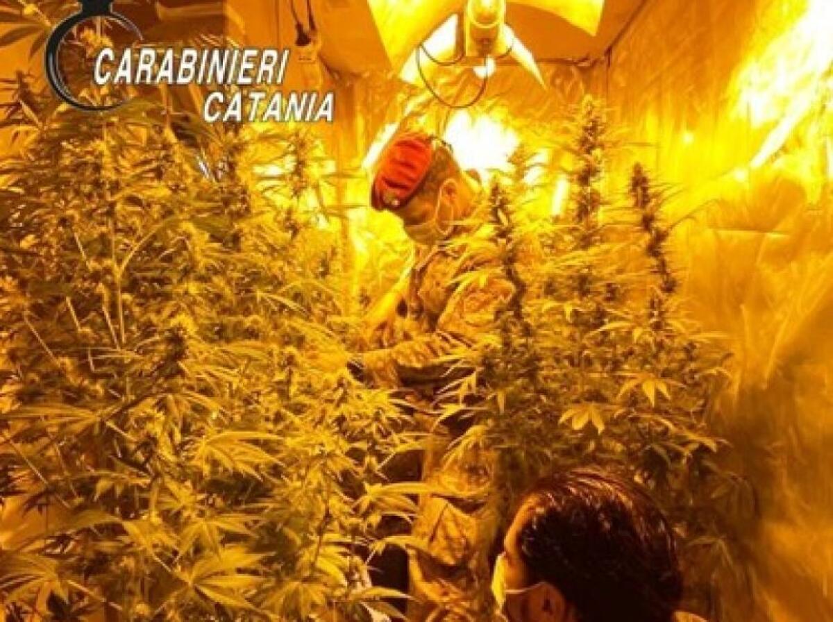 CASTEL DI JUDICA, ARRESTATI DUE COLTIVATORI DI MARIJUANA - 