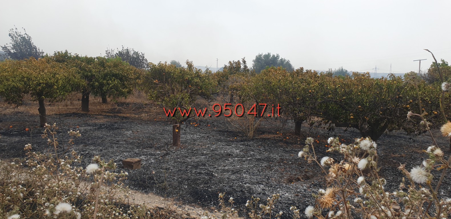 VASTO INCENDIO STERPAGLIE IN CONTRADA POGGIO MONACO, DISTRUTTI AGRUMETI
