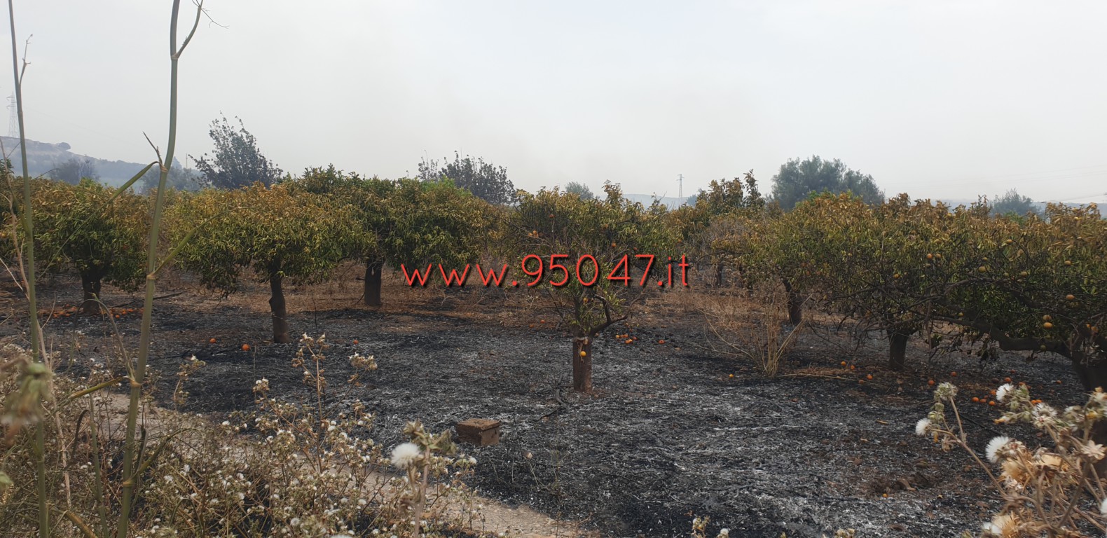 VASTO INCENDIO STERPAGLIE IN CONTRADA POGGIO MONACO, DISTRUTTI AGRUMETI