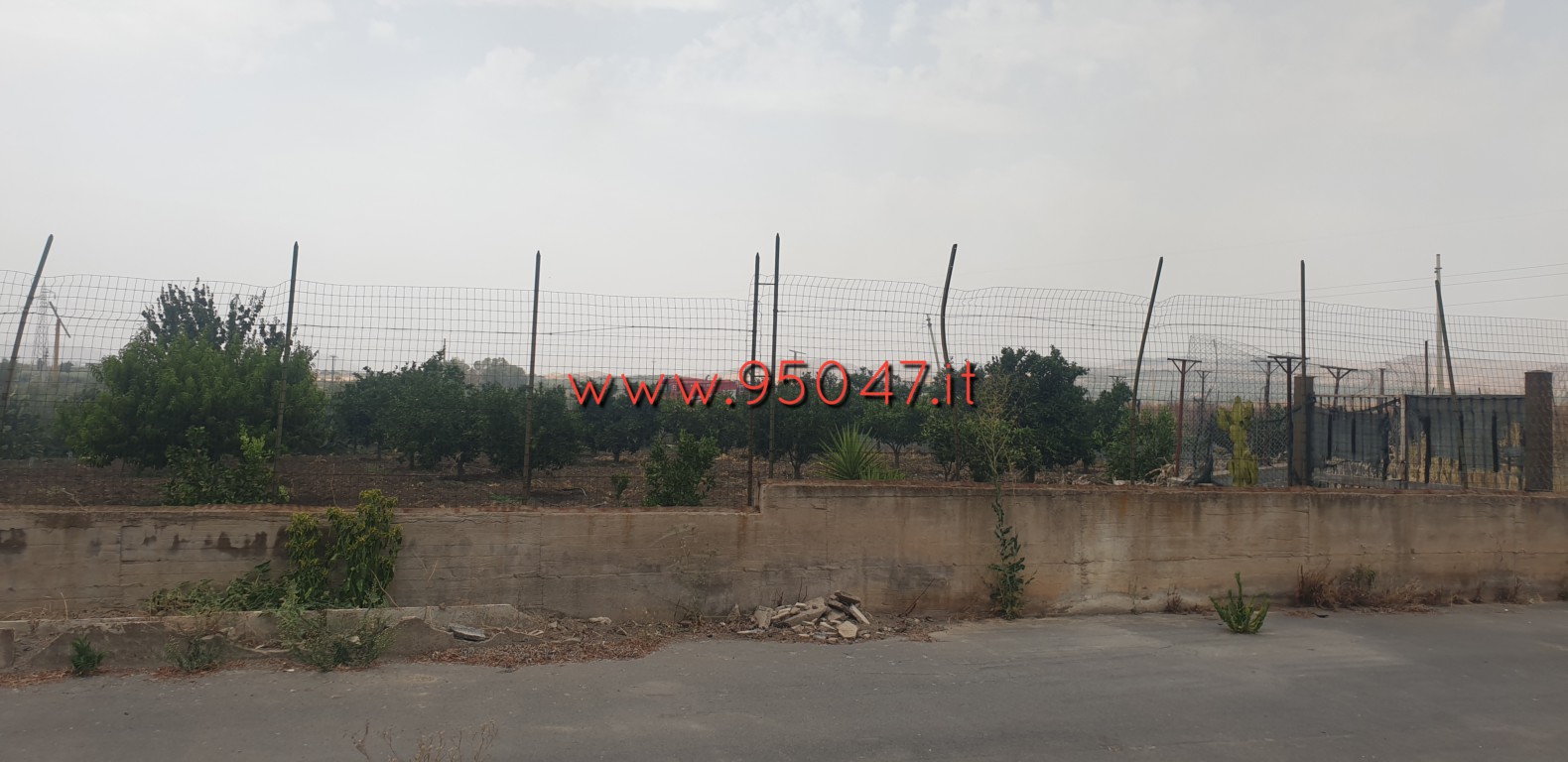 VASTO INCENDIO STERPAGLIE IN CONTRADA POGGIO MONACO, DISTRUTTI AGRUMETI