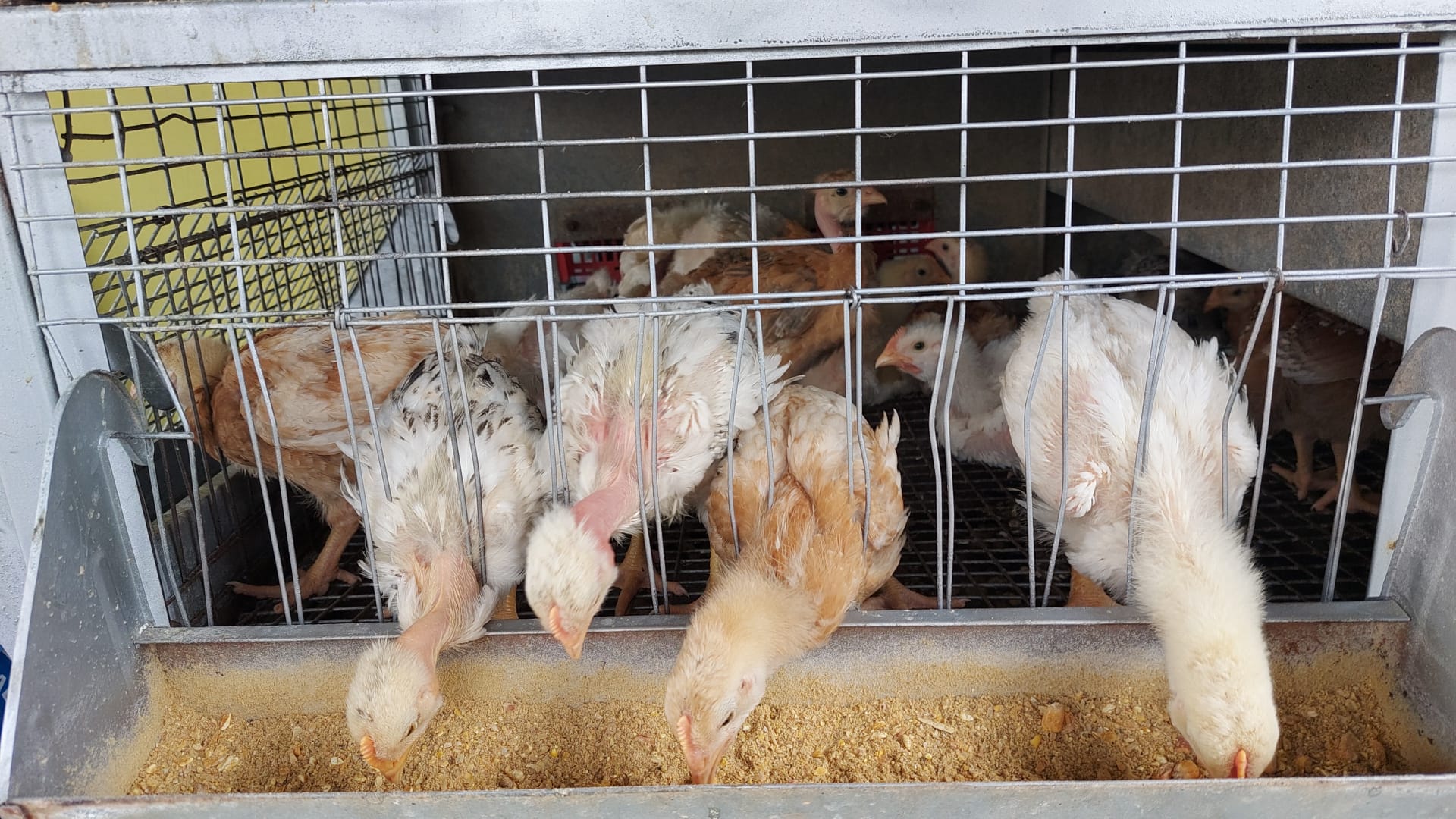 CATANIA, ANIMALI MALTRATTATI E CHIUSI IN GABBIE SOTTO IL SOLE COCENTE: DUE PERSONE DENUNCIATE