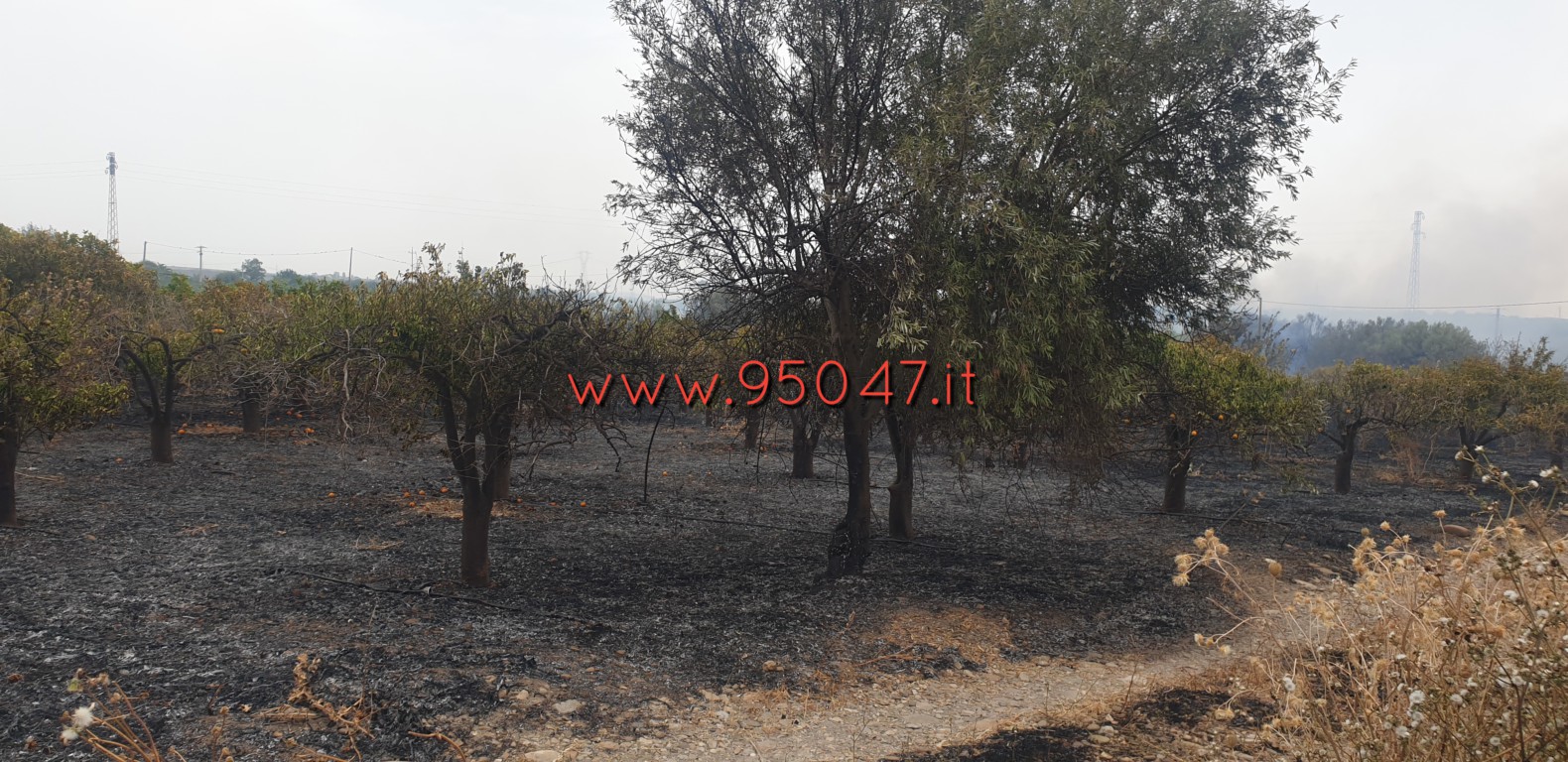 VASTO INCENDIO STERPAGLIE IN CONTRADA POGGIO MONACO, DISTRUTTI AGRUMETI