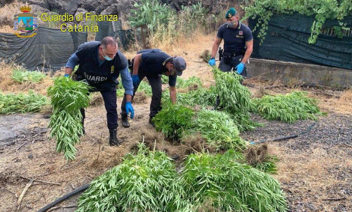 BRONTE: SCOPERTA UNA VERA “AZIENDA AGRICOLA” DEL CRIMINE, SEQUESTRATE OLTRE 250 PIANTE DI MARIJUANA - 