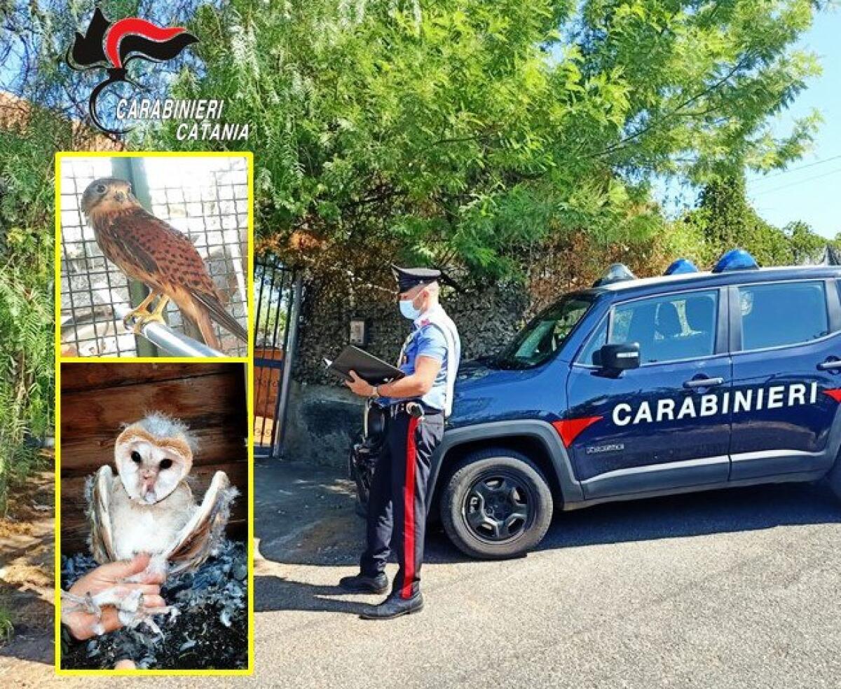 RAGALNA  . CATTURAVA E DETENEVA UCCELLI DI SPECIE PROTETTA CON … ACQUA E LUCE GRATIS - 