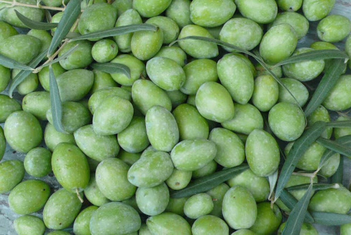 L’OLIVA DI PATERNÒ   VERSO LA CERTIFICAZIONE DOP - 