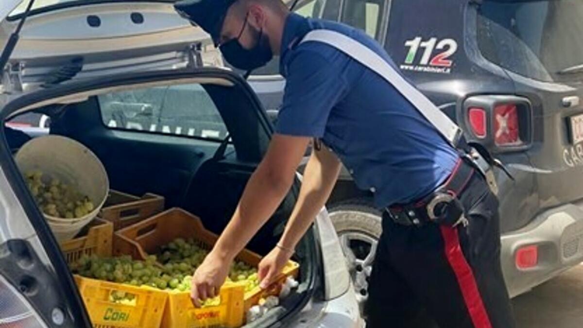 BECCATI A RUBARE UVA A MAZZARRONE: ARRESTATI - 