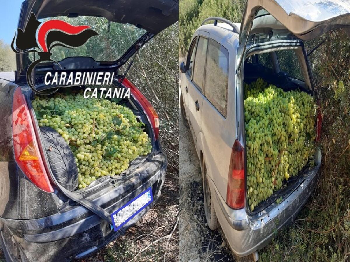 CALTAGIRONE. FUNZIONA L’OPERA DI PREVENZIONE DEI CARABINIERI CONTRO I FURTI D’UVA: RECUPERATE DUE AUTOVETTURE E LA REFURTIVA - 