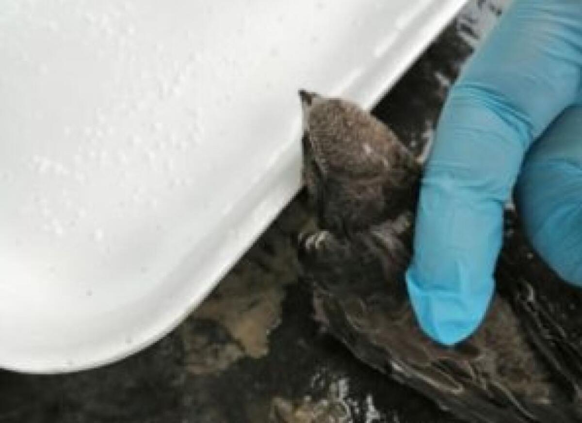 EMERGENZA RONDINI ANCHE A PATERNO’, WWF SICILIA  “CALDO TORRIDO STA CAUSANDO UN’ECATOMBE TRA LA FAUNA SELVATICA - 