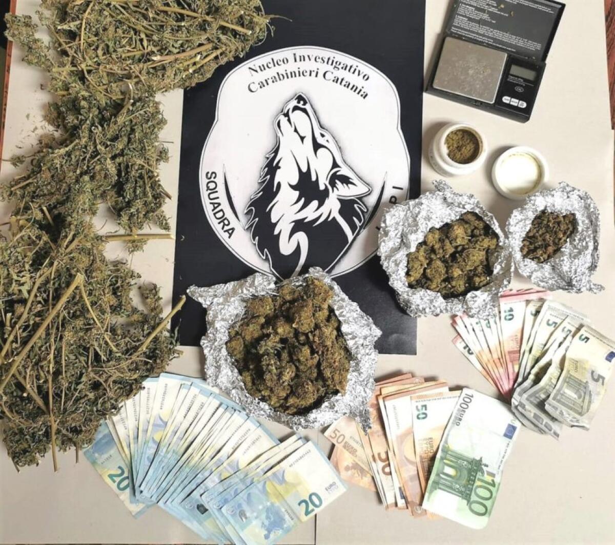 CATANIA. ACCOGLIEVA I CLIENTI CON LA PIANTA DI CANAPA “AUTOFIORENTE” IN ESPOSIZIONE: ARRESTATO - 