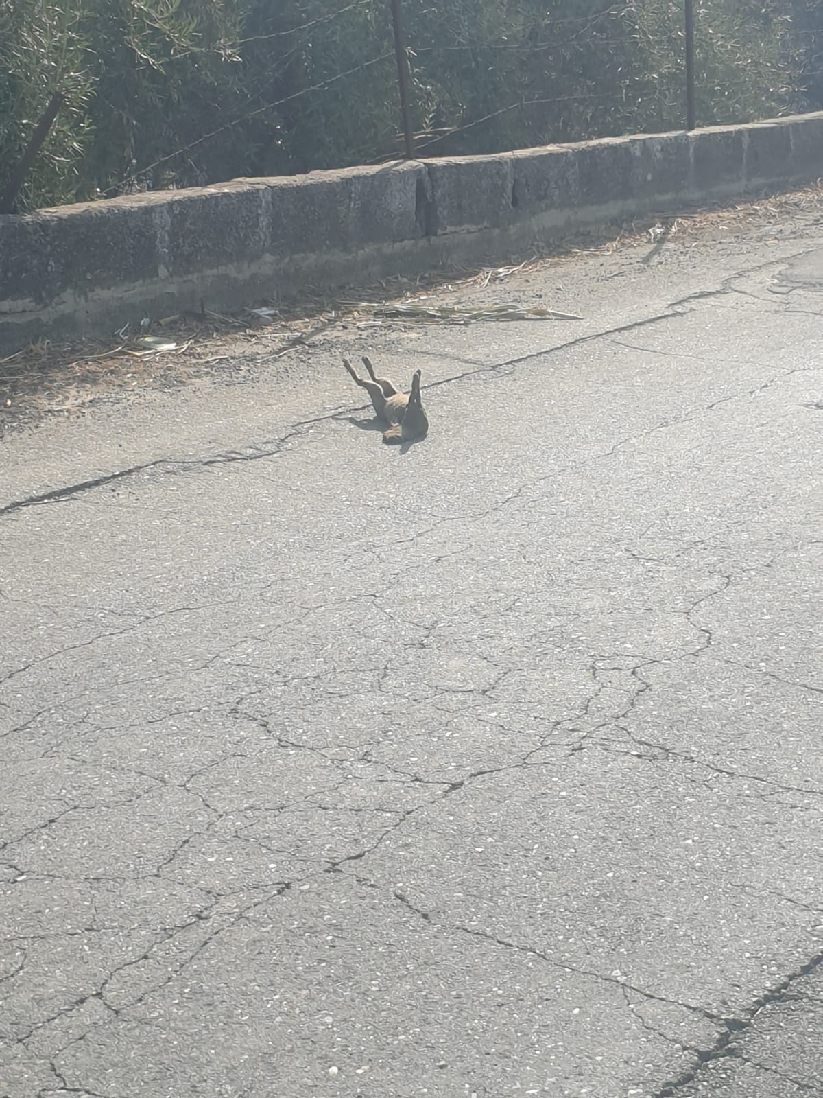 PATERNO. INCENDIO A TRE FONTANE. DALLE STERPAGLIE SI PROPAGA AD AZIENDA, INGENTI DANNI , TANTI ANIMALI MORTI E DISAGI PER I RESIDENTI