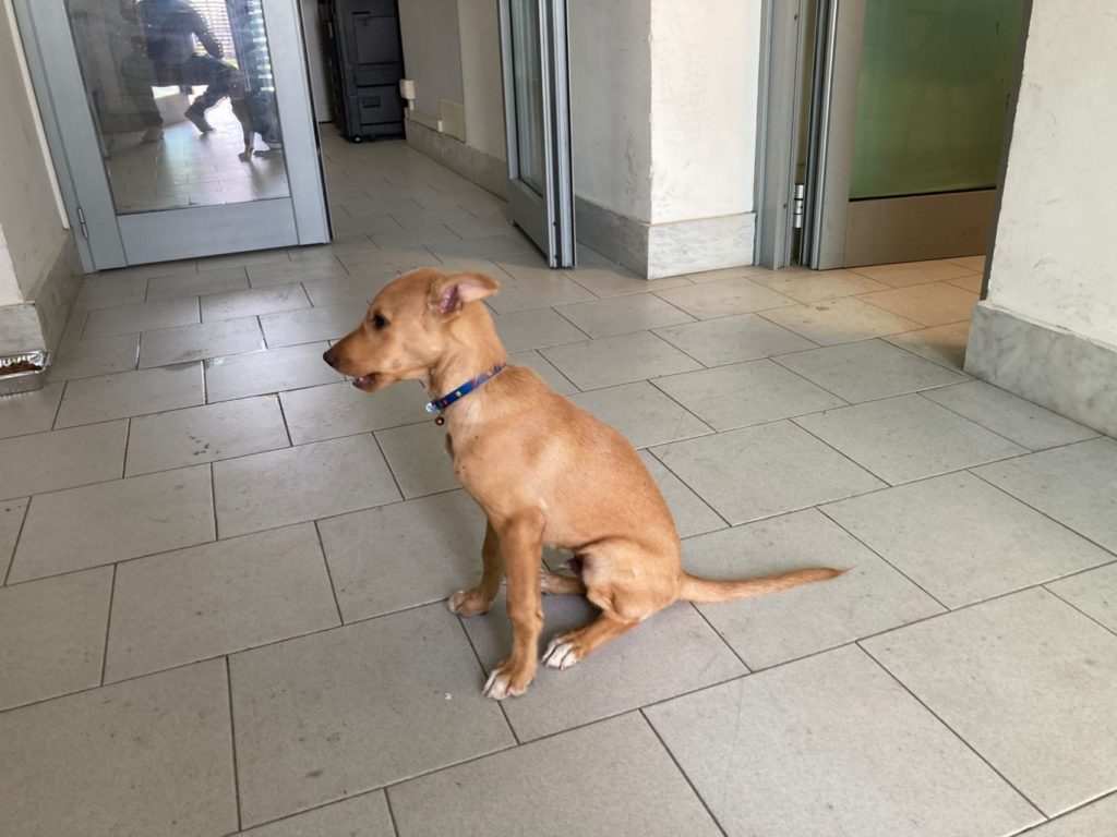 CATANIA: UN CUCCIOLO DI POCHI MESI FUGGITO A CAUSA DEGLI INCENDI  SI RIFUGIA PRESSO IL COMMISSARIATO LIBRINO