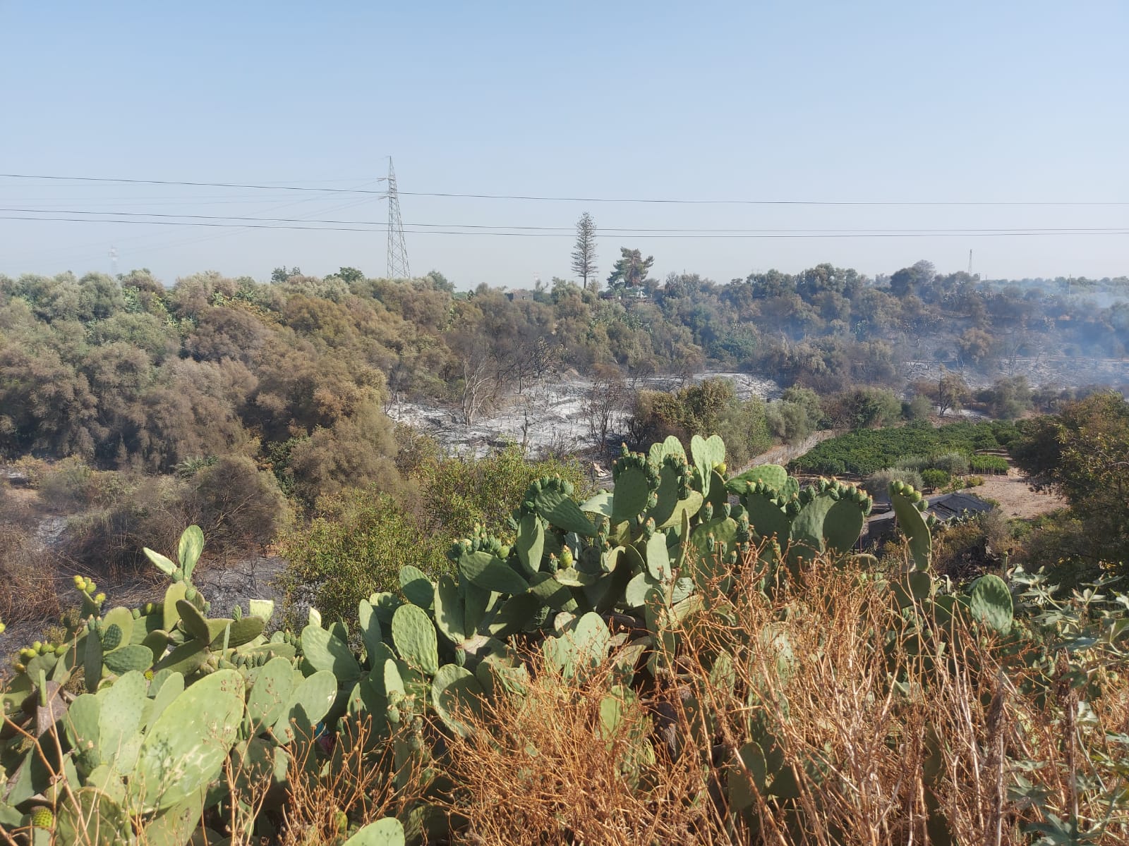 PATERNO. INCENDIO A TRE FONTANE. DALLE STERPAGLIE SI PROPAGA AD AZIENDA, INGENTI DANNI , TANTI ANIMALI MORTI E DISAGI PER I RESIDENTI