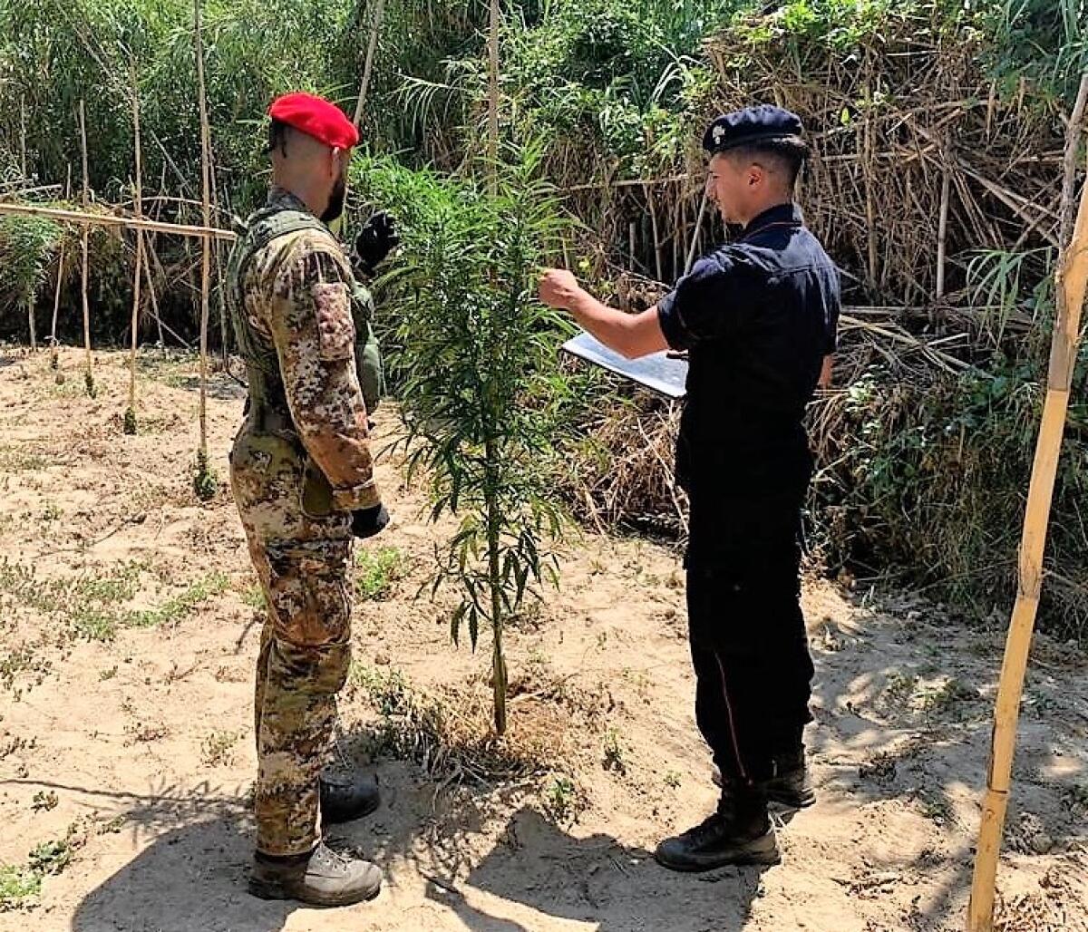 CALTAGIRONE. SEQUESTRATA UNA PIANTAGIONE DI CANAPA INDIANA: QUATTRO LE PERSONE ARRESTATE - 