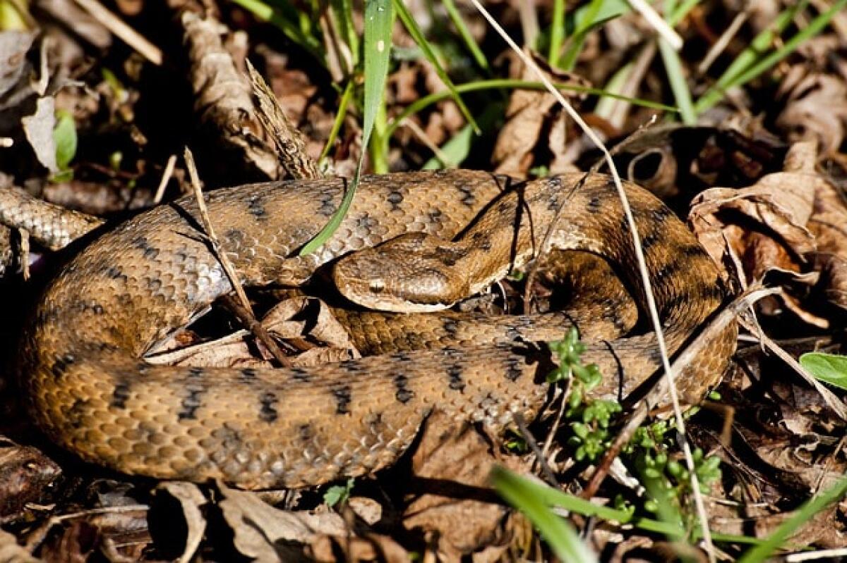 SIERO ANTIVIPERA DAL   CANNIZZARO FINO IN CALABRIA PER CURARE UN BAMBINO RICOVERATO DOPO UN MORSO - 