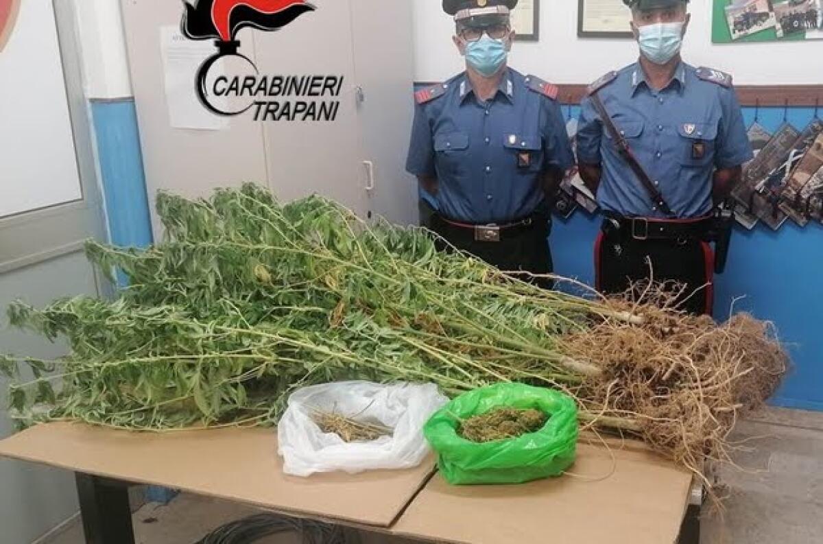 TRAPANI.SORPRESO CON PIANTE DI MARIJUANA IN GIARDINO, LUI SI DIFENDE: “ERANO PER LE GALLINE” - 