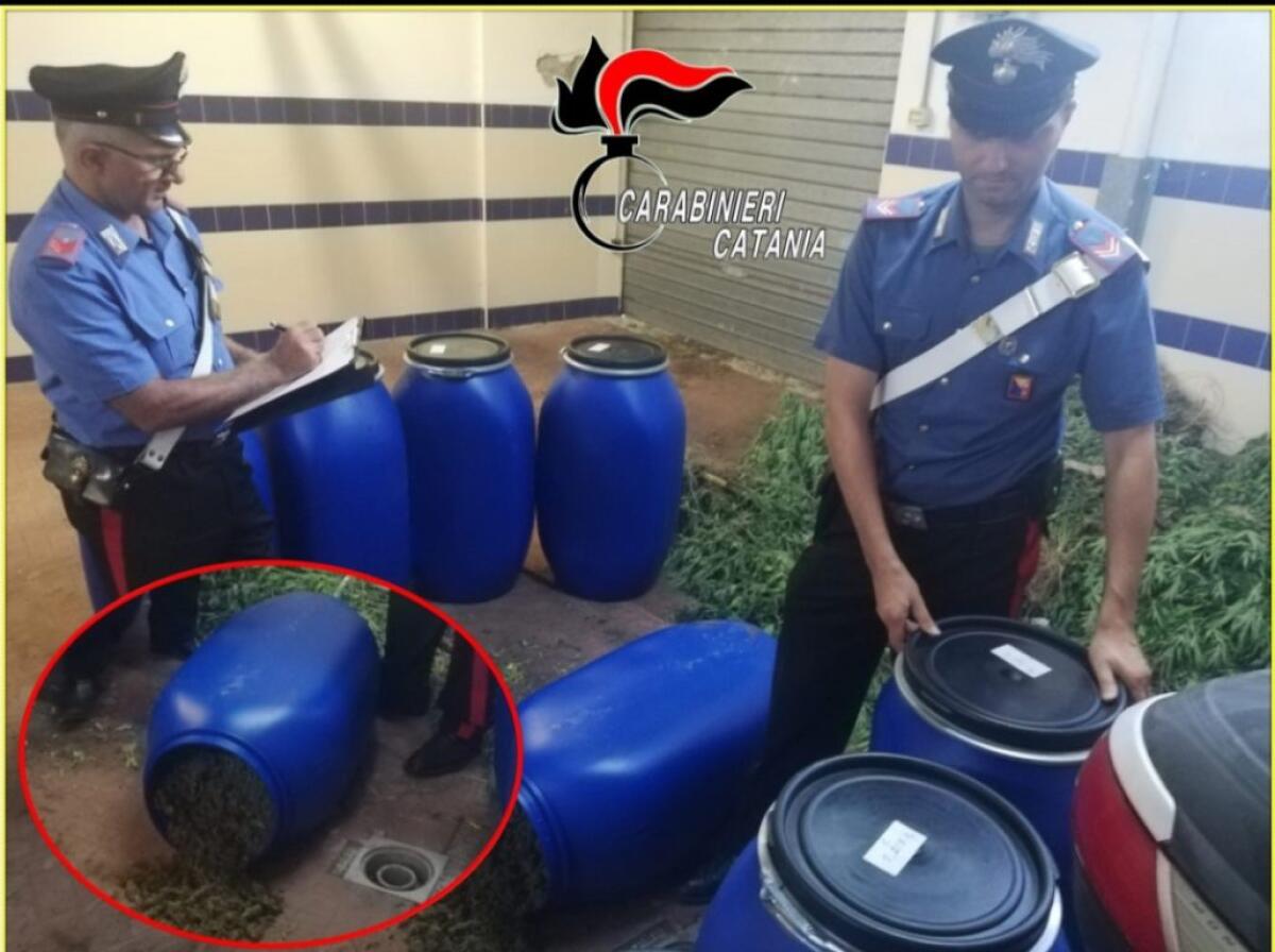 GIARRE E MASCALI. SEQUESTRATA UNA MAXI PIANTAGIONE DI CANAPA INDIANA: IL COLTIVATORE LA “SPACCIAVA” PER MARIJUANA LIGHT - 