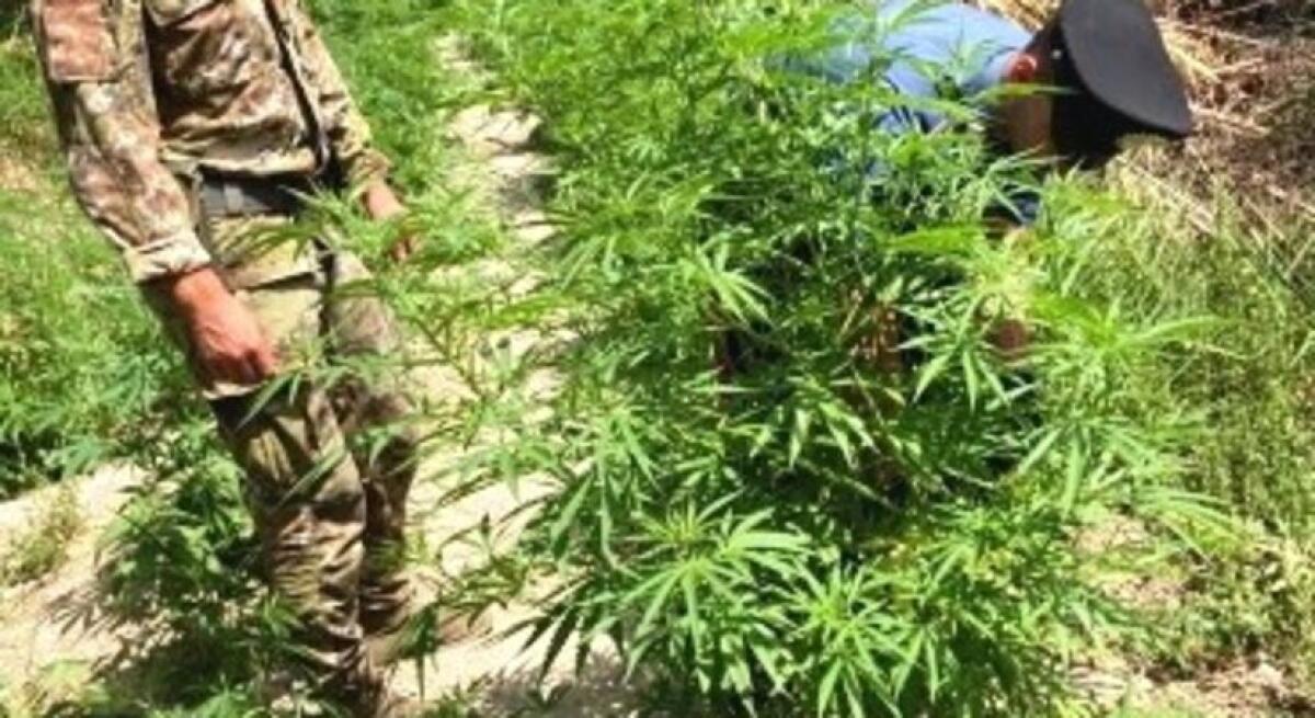 MINEO. SEQUESTRATA UNA PIANTAGIONE DI CANAPA INDIANA: COLTIVATORE IN MANETTE - 