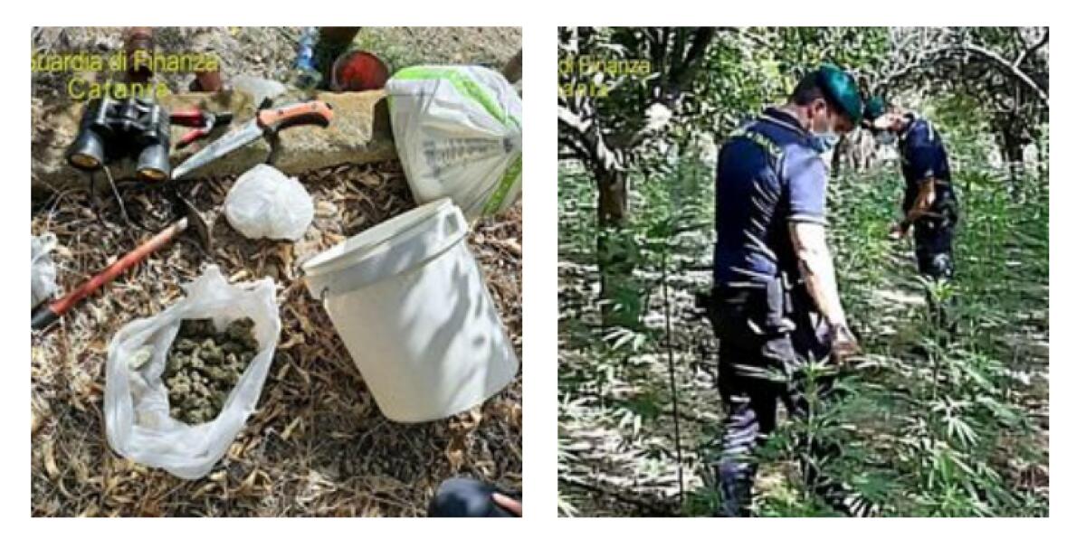 SCOVATA TRA I TAROCCHI SICILIANI MAXI-PIANTAGIONE DI MARIJUANA NEL TERRITORIO DI MOTTA SANT’ANASTASIA. ARRESTATO UN 27ENNE INCENSURATO. - 
