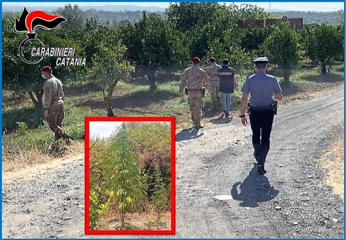 SANTA MARIA DI LICODIA. ARRESTATI DUE PATERNESI  PRODUTTORI DI CANAPA INDIANA:  IL GIUDICE SOSPENDE ALLA MOGLIE DI UNO DEI DUE IL R.D.C. - 