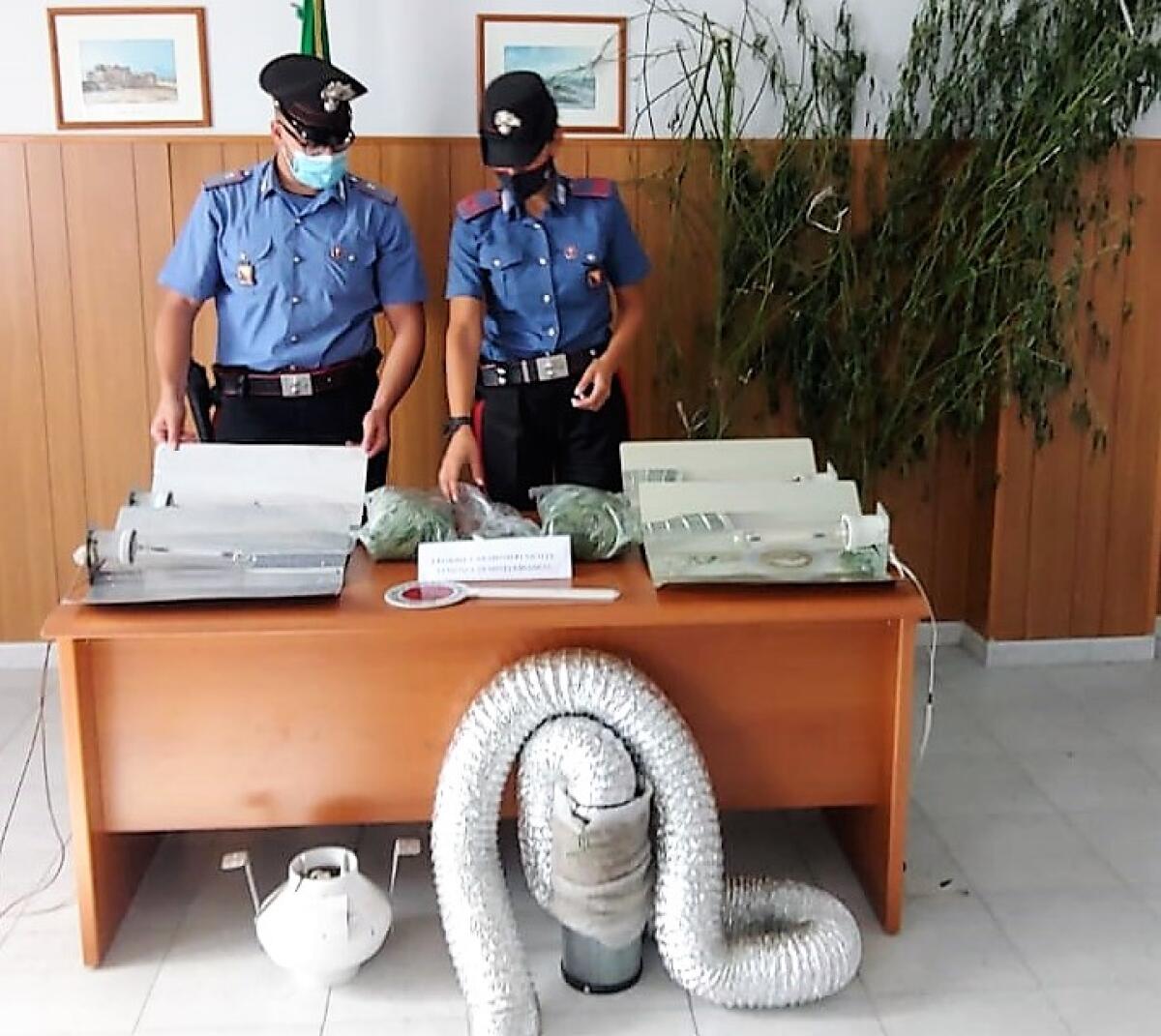 MISTERBIANCO. RIDUCE I COSTI DI PRODUZIONE DELLA CANAPA INDIANA RUBANDO ENERGIA ELETTRICA   - 