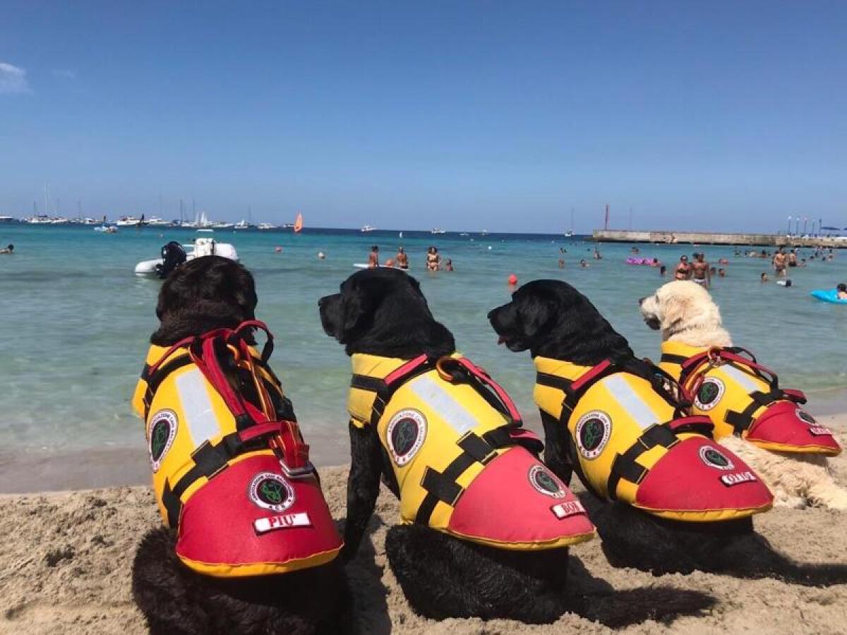 CATANIA: SPIAGGE LIBERE, CANI DA SALVATAGGIO IN AZIONE ALLA PLAYA PER OPERAZIONI DI SALVATAGGIO IN MARE - 