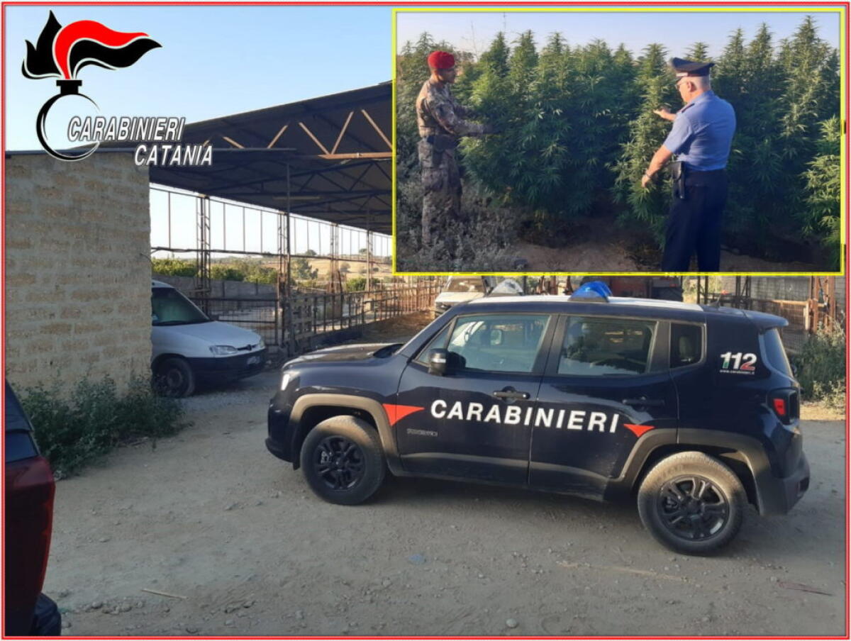 GRAMMICHELE. AZIENDA ZOOTECNICA “RICONVERTITA” ALLA PRODUZIONE E LA VENDITA AL DETTAGLIO DI MARIJUANA - 