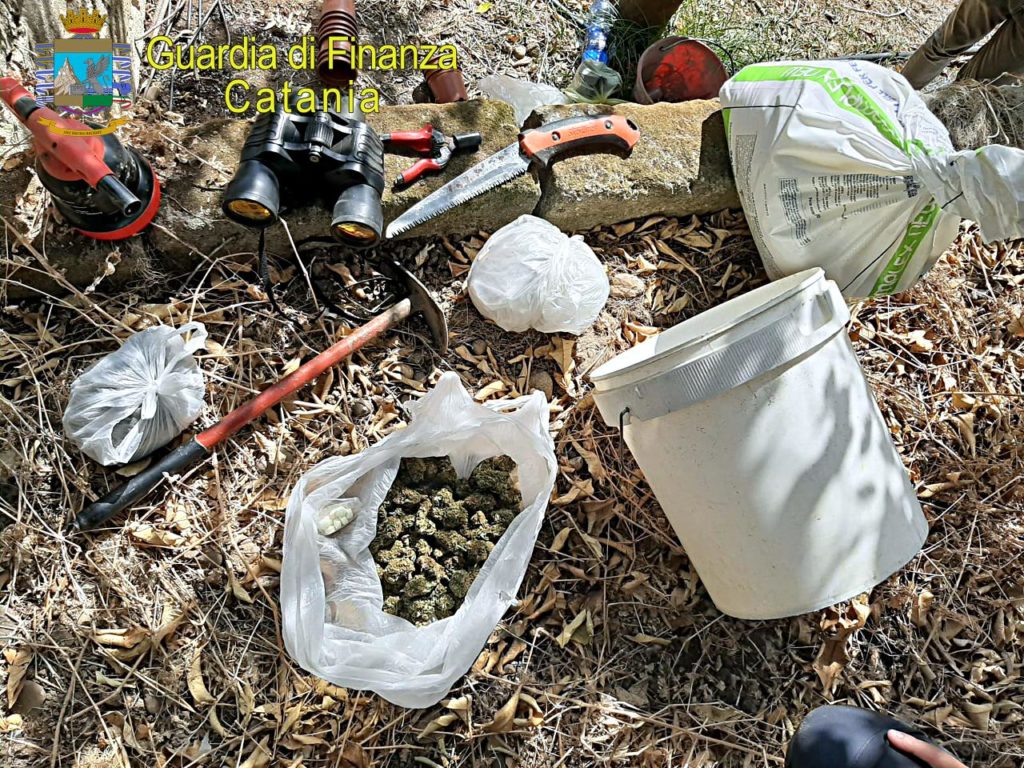 SCOVATA TRA I TAROCCHI SICILIANI MAXI-PIANTAGIONE DI MARIJUANA NEL TERRITORIO DI MOTTA SANT’ANASTASIA. ARRESTATO UN 27ENNE INCENSURATO.