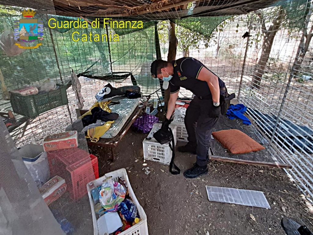 SCOVATA TRA I TAROCCHI SICILIANI MAXI-PIANTAGIONE DI MARIJUANA NEL TERRITORIO DI MOTTA SANT’ANASTASIA. ARRESTATO UN 27ENNE INCENSURATO.