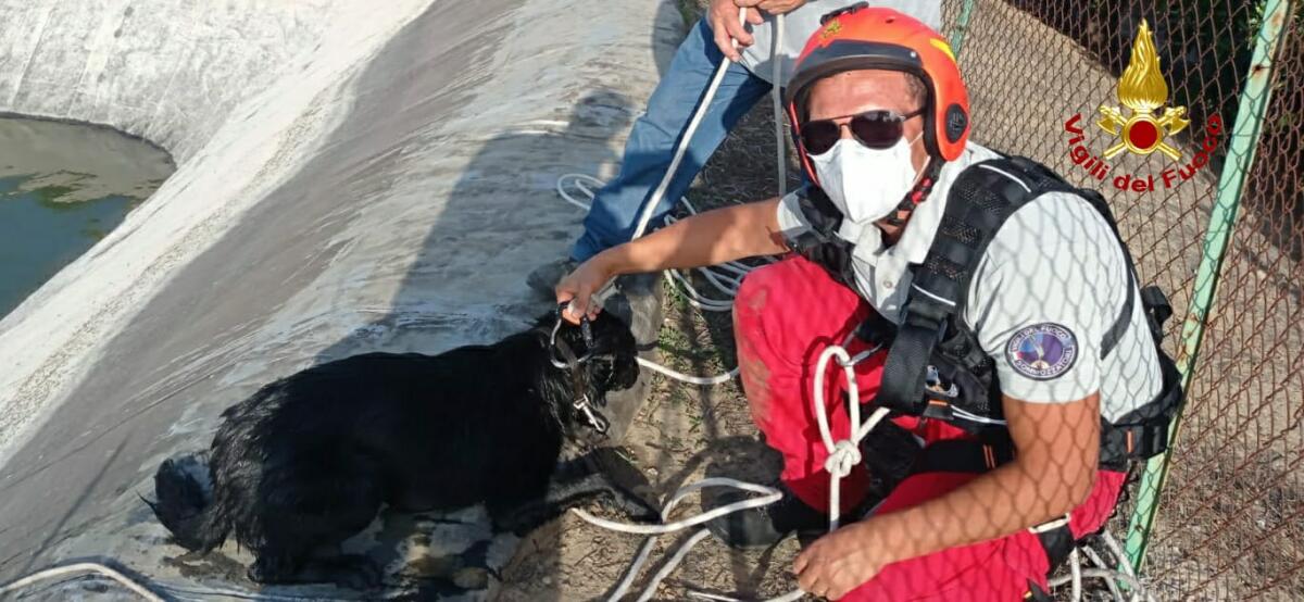 I SOMMOZZATORI DEI VIGILI DEL FUOCO SALVANO UN CANE IN UN INVASO A RAMACCA - 