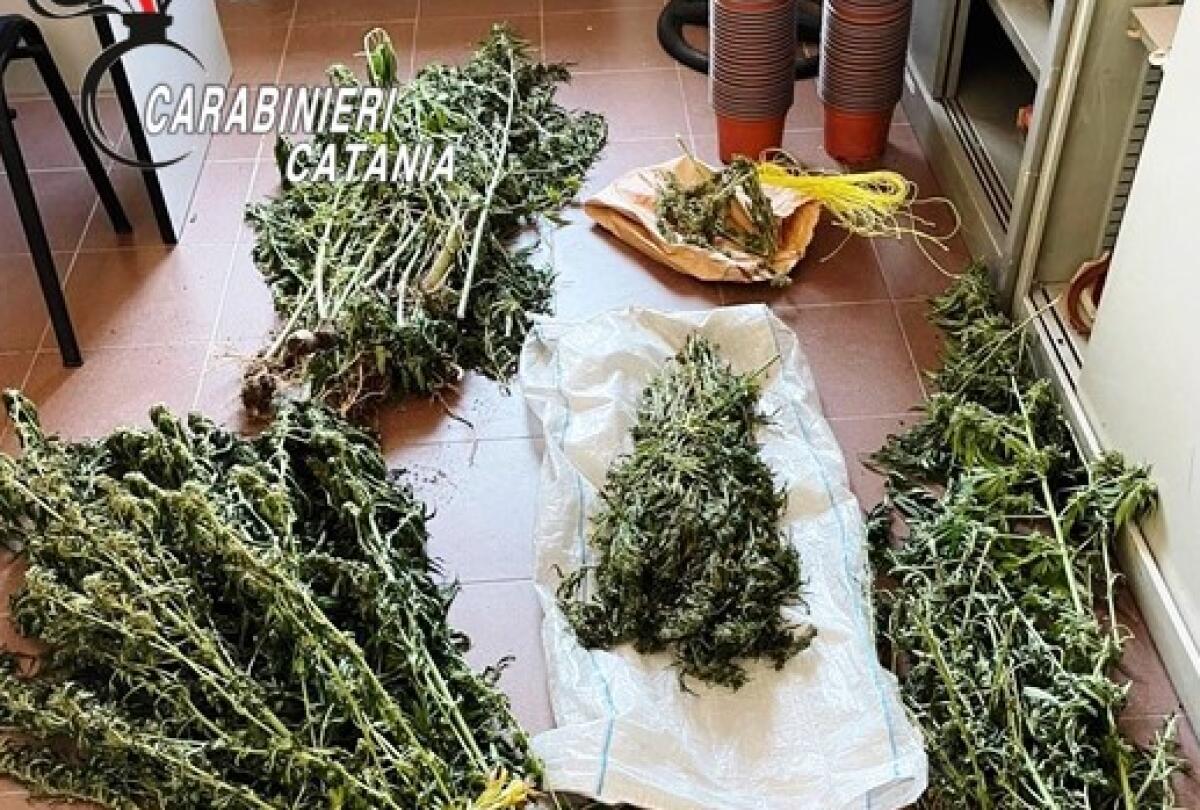 RAMACCA, SCOPERTE 61 PIANTE DI CANAPA IN AGRUMETO: UN ARRESTO - 