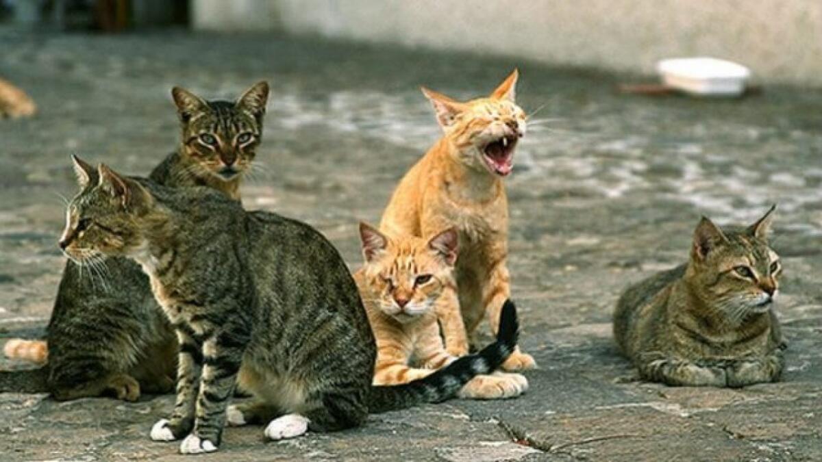 CATANIA: BOTTIGLIA INCENDIARIA IN UN RIFUGIO , 50 GATTI SALVATI DALLE FIAMME - 