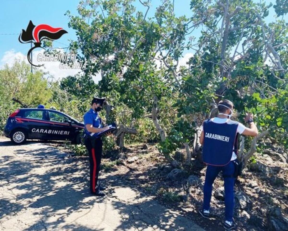 RACCOLTA PISTACCHIO A BRONTE, SCOPERTI 35 LAVORATORI IN NERO, SANZIONI PER OLTRE 126 MILA EURO - 