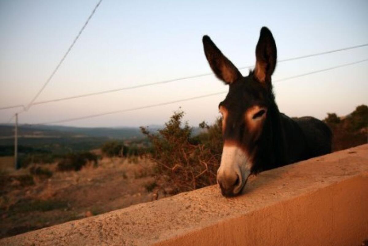 È MORTA ISIDE, L'ASINELLO-TAXI DIVENTATO SIMBOLO DEL BORGO DI GINOSTRA - 