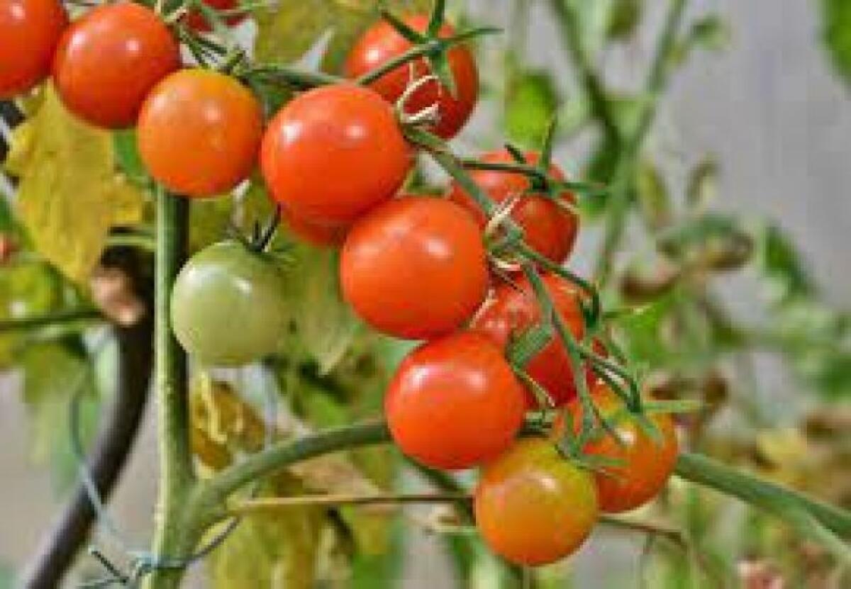 VENDEVA SALSA CON “POMODORO DI PACHINO IGP”, MA NON ERA AUTORIZZATO: MULTA E SEQUESTRO - 