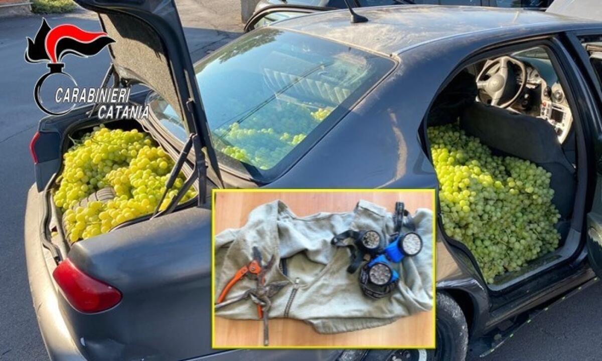 CATANIA. FURTI NELLE CAMPAGNE: BECCATI ALTRI DUE RAZZIATORI D’UVA - 
