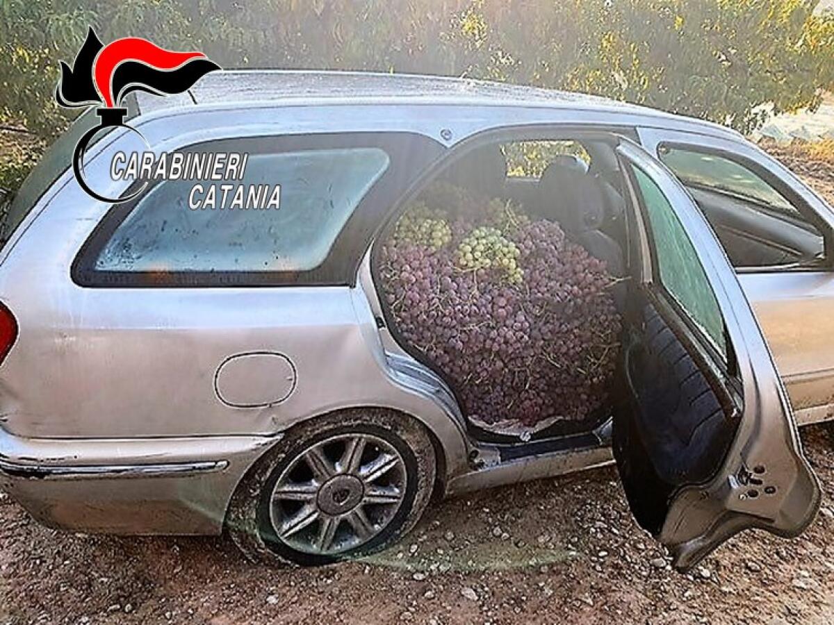 MAZZARONE. MAXI FURTO NELLE CAMPAGNE, CARABINIERI RITROVANO AUTO CON UNA TONNELLATA D'UVA - 