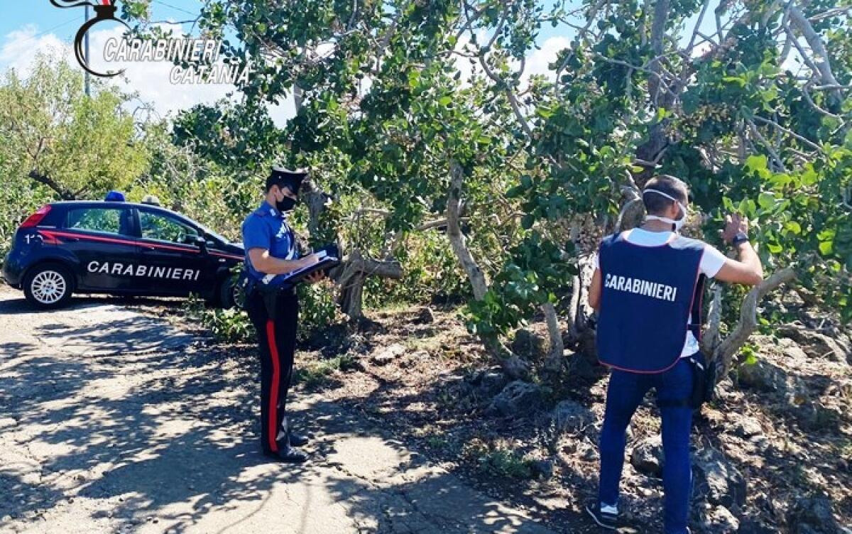 RACCOLTA PISTACCHIO BRONTE, SCOPERTI 35 LAVORATORI IN NERO - 