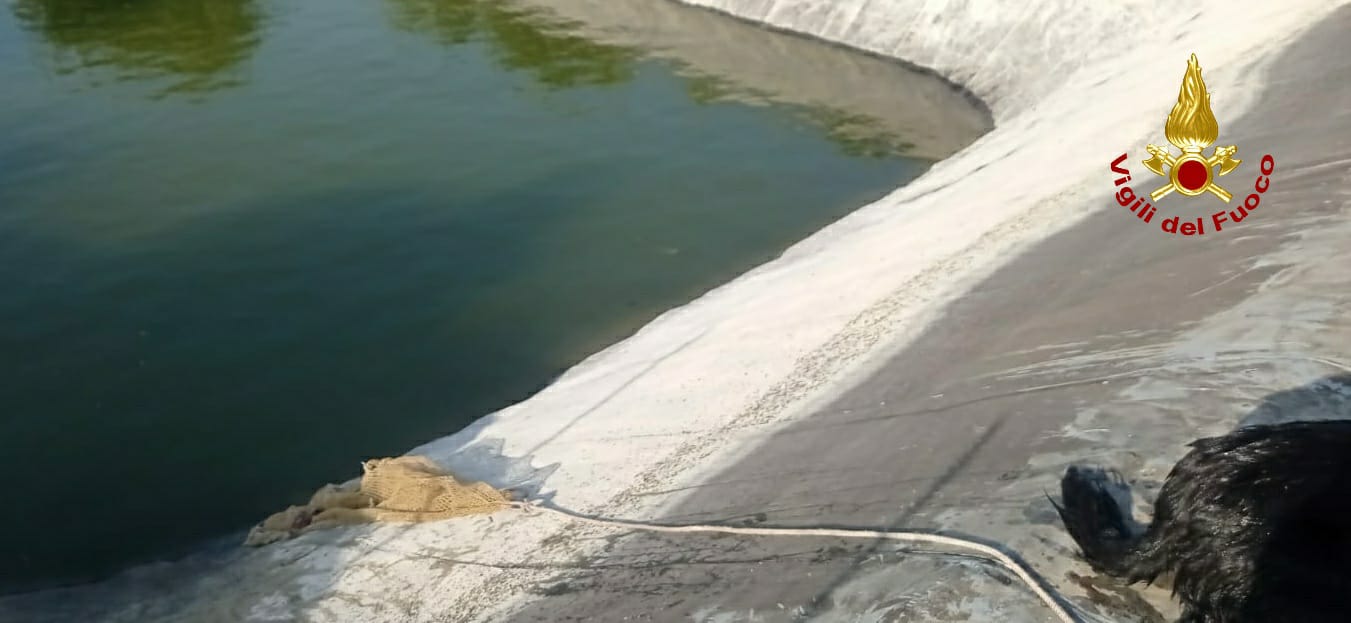 I SOMMOZZATORI DEI VIGILI DEL FUOCO SALVANO UN CANE IN UN INVASO A RAMACCA