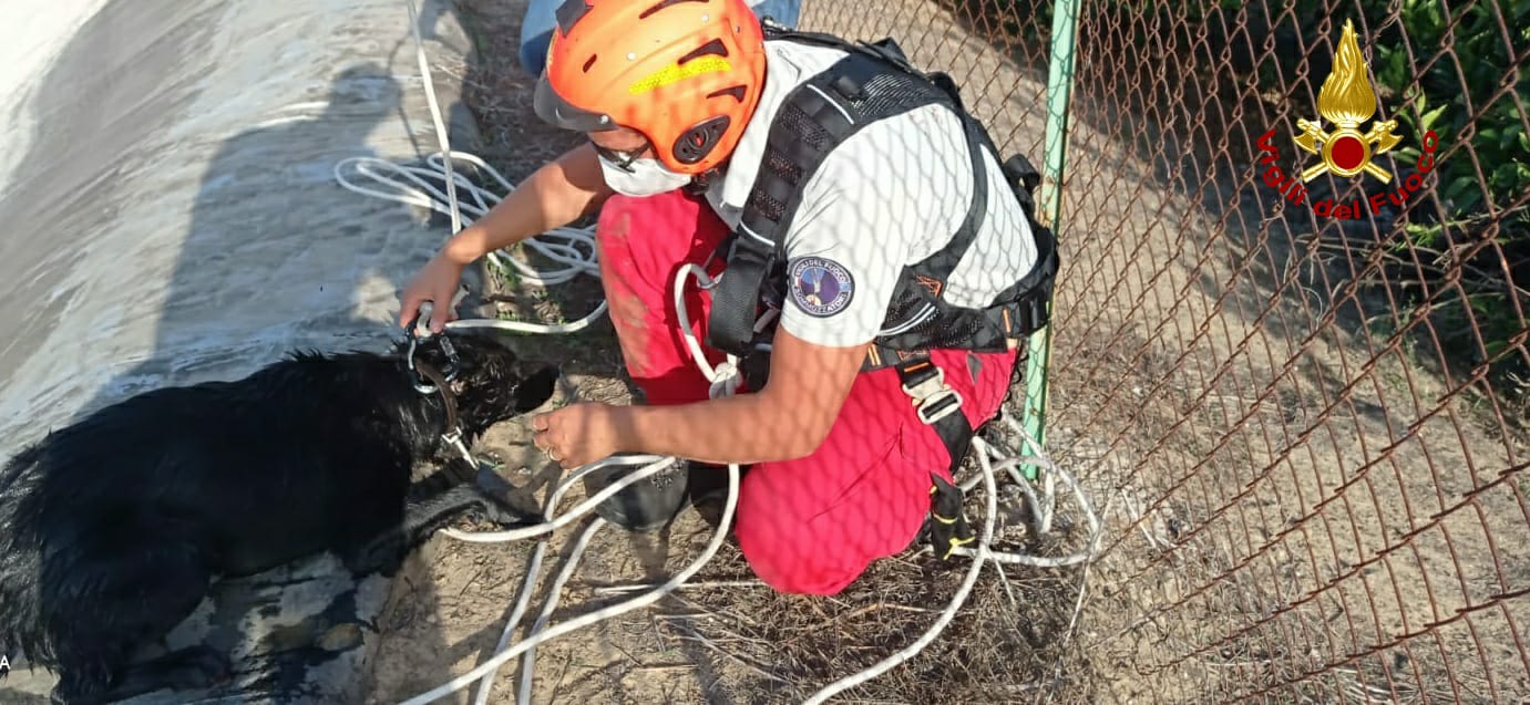 I SOMMOZZATORI DEI VIGILI DEL FUOCO SALVANO UN CANE IN UN INVASO A RAMACCA