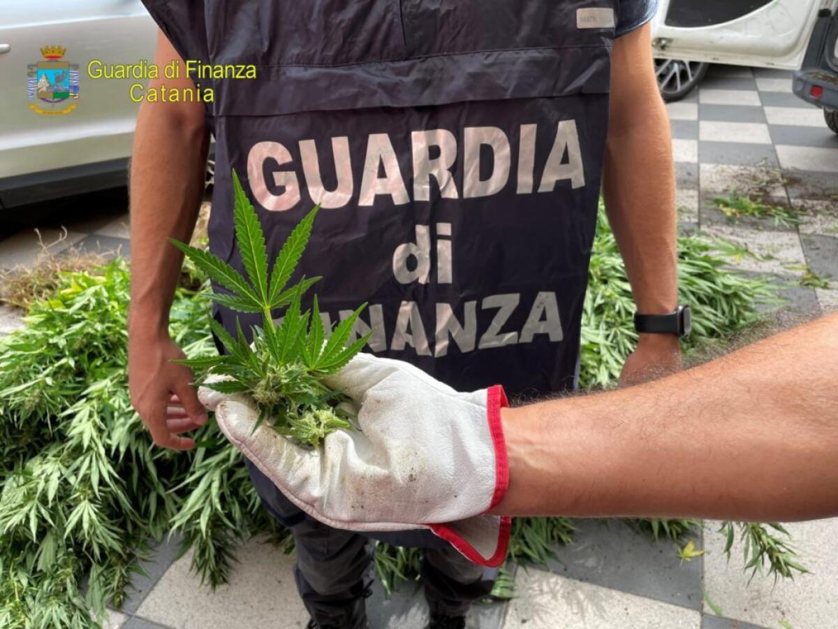 SEQUESTRATA A SCORDIA UNA PIANTAGIONE DI TIPO PROFESSIONALE.  ARRESTATI DUE PERSONE - 