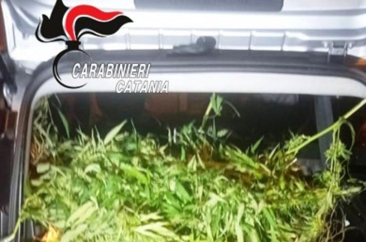 MISTERBIANCO. LADRI DI MARIJUANA (LIGHT) BECCATI CON LE MANI … NELL’ERBA: DUE ARRESTATI - 