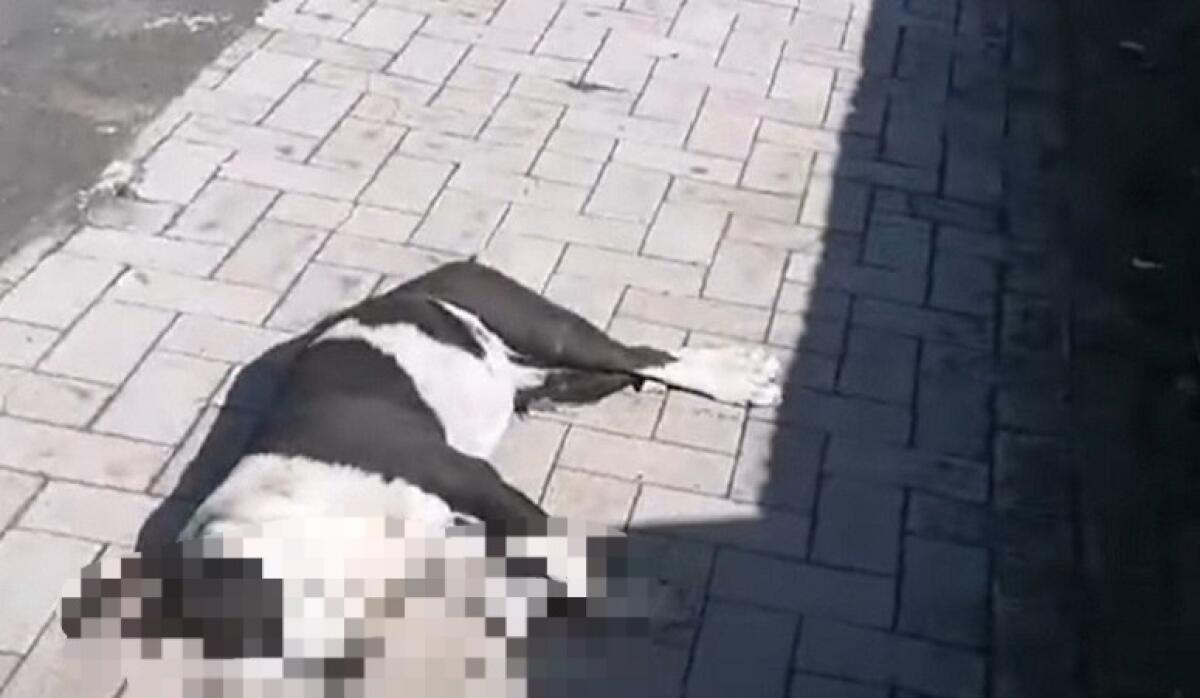 ORRORE A CATANIA, DUE CANI TROVATI UCCISI NEI PRESSI DEL CIMITERO. IL PARTITO ANIMALISTA: “CONDANNIAMO QUESTO NUOVO EPISODIO DI VIOLENZA” - 