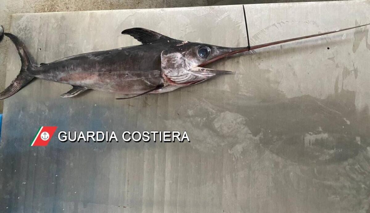 PESCHERIA DI CATANIA, SEQUESTRATI 500KG DI PESCE - 