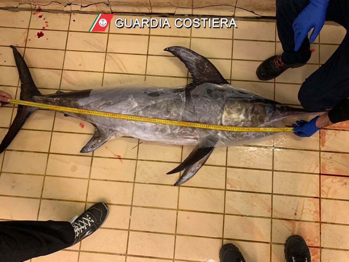 GUARDIA COSTIERA SEQUESTRA PESCE SPADA DA 50 KG - 