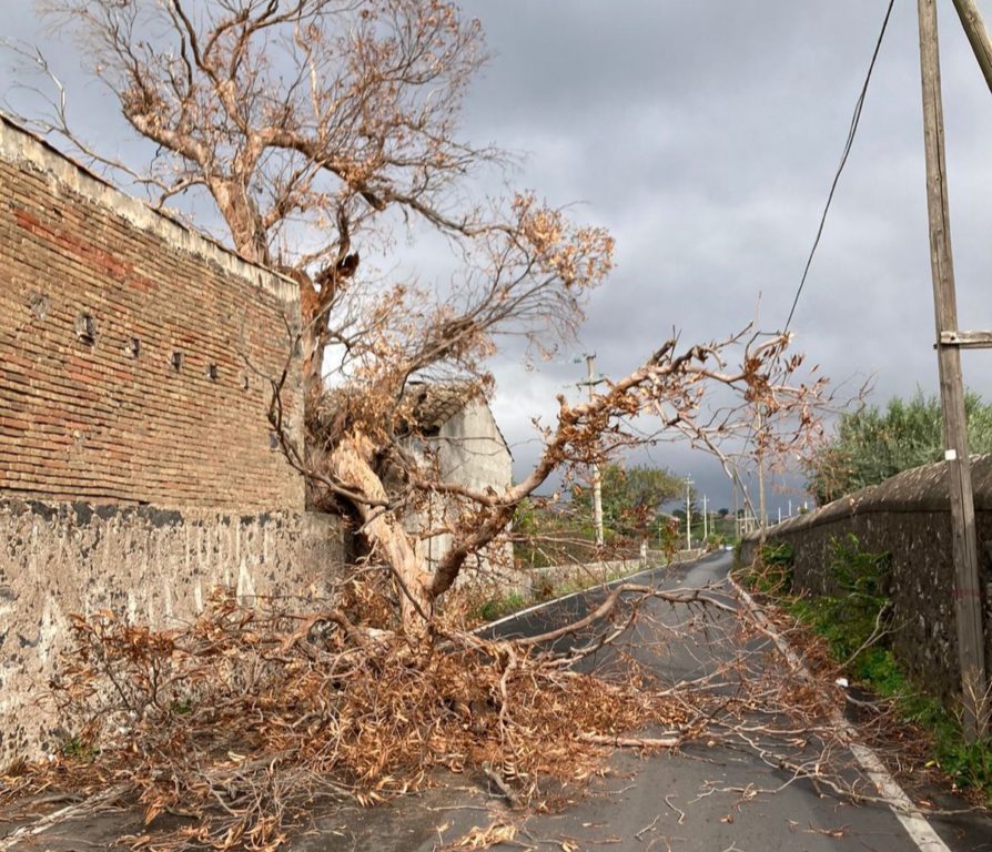 METEO: COMPRENSORIO SFERZATO DAL VENTO, CADUTA ALBERI E CALCINACCI  – LE FOTO