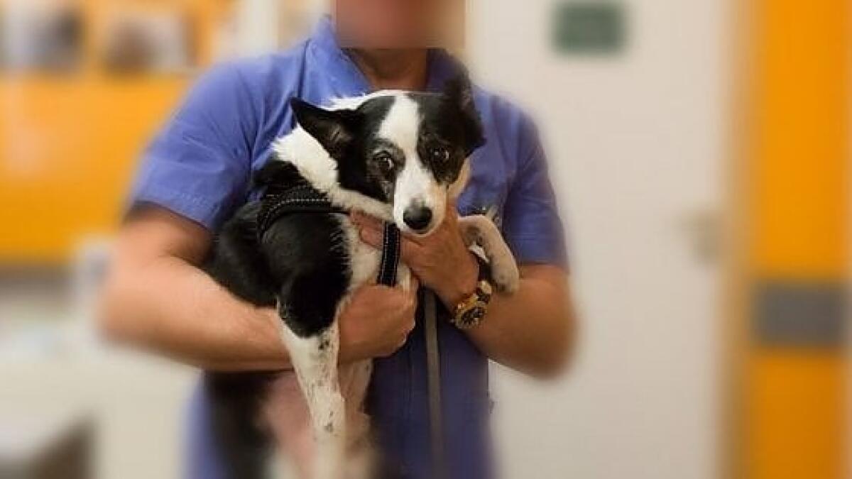 CATANIA: EVADE DAI DOMICILIARI PER RUBARE DUE CANI DA UN TERRAZZO, BECCATO GRAZIE A IMMAGINI DELLE TELECAMERE - 