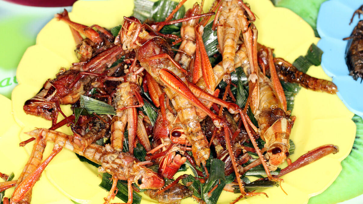 LA LOCUSTA ARRIVA NEI PIATTI EUROPEI. È IL SECONDO INSETTO AUTORIZZATO PER IL CONSUMO UMANO - 