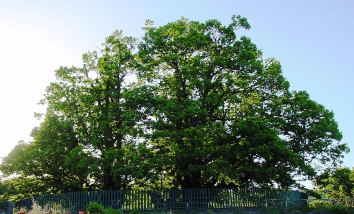 IL CASTAGNO DEI 100 CAVALLI DI SANT'ALFIO È L'ALBERO ITALIANO DEL 2021 - 