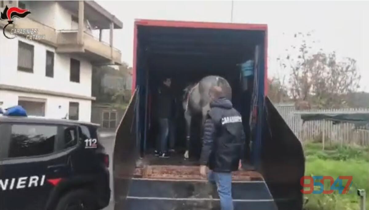 BLOCCATA DAI CC A NICOLOSI UNA CORSA CLANDESTINA DI CAVALLI, 7 DENUNCIATI - 